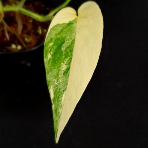 Epipremnum pinnatum 'Yellow Variegated'