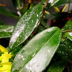 Hoya pubicalyx 'Splash'